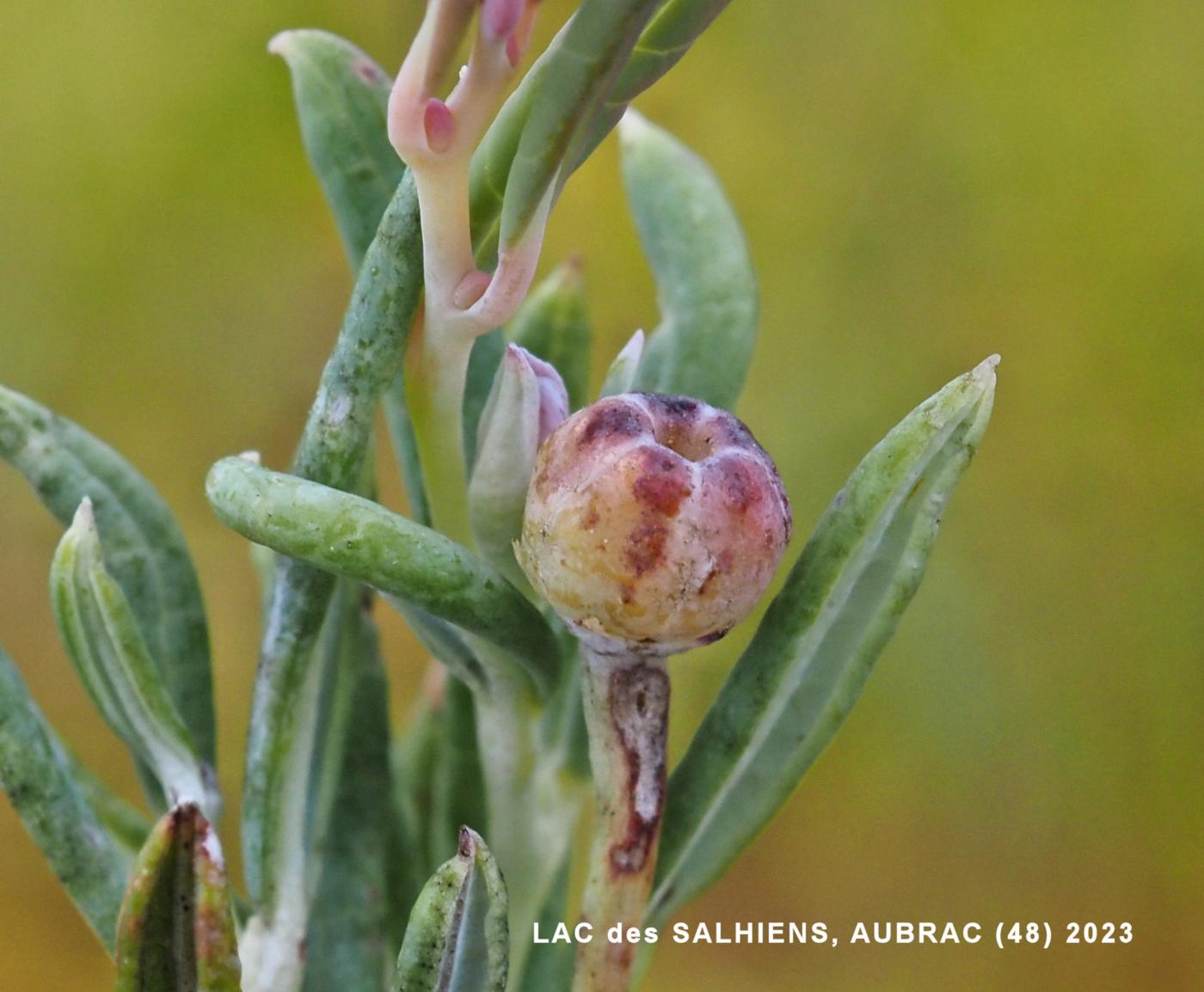 Andromeda, Marsh fruit